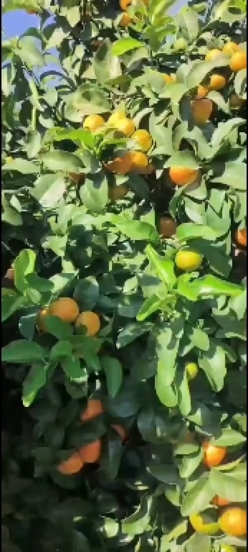 精品新余蜜桔颜色已经上来了，有看得上的老板联系我