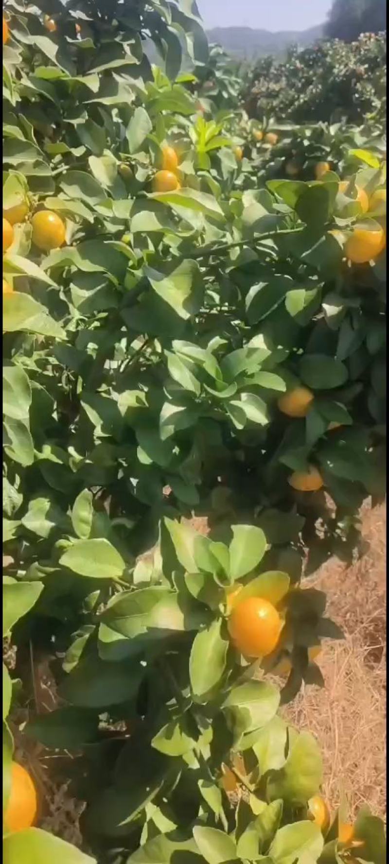 精品新余蜜桔颜色已经上来了，有看得上的老板联系我