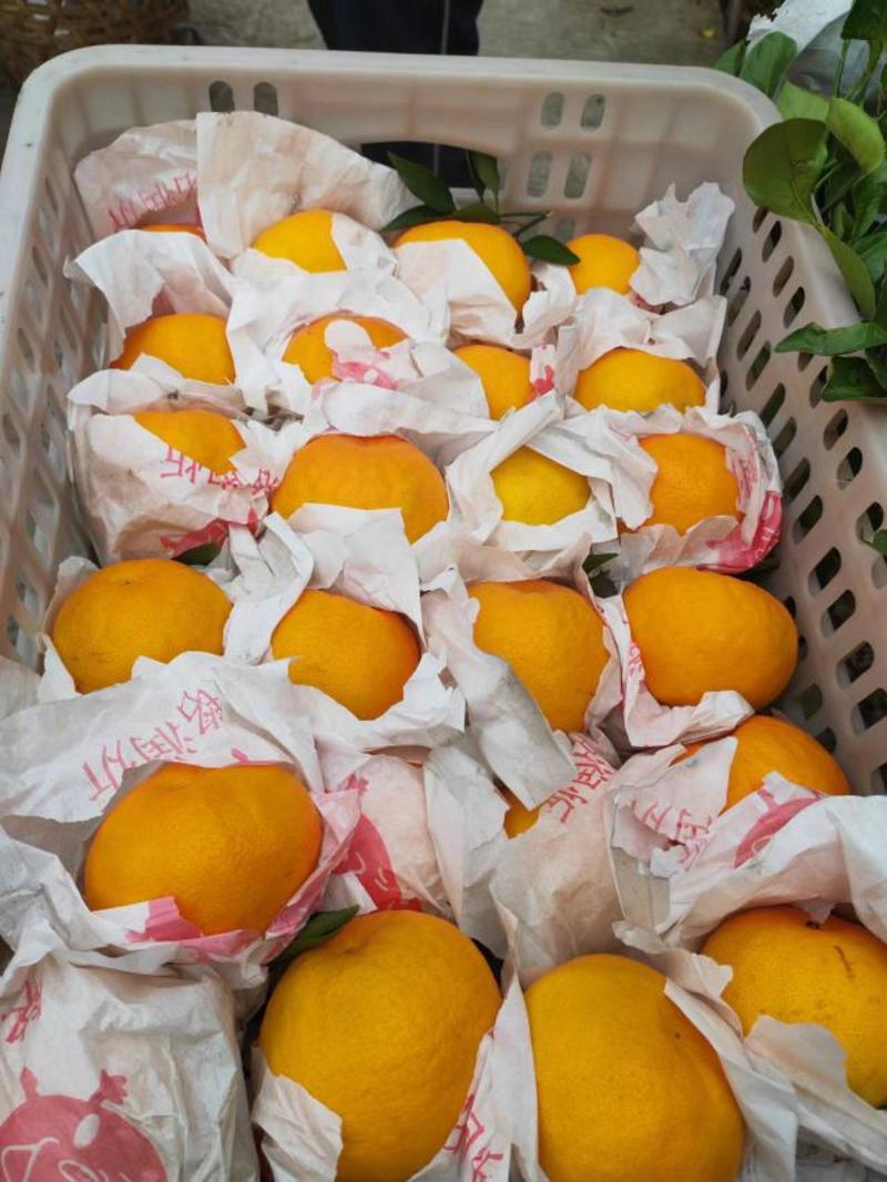 精品血橙现在已经大量上市中，各位老板提前来发财