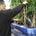 简阳市柑桔苗春见柑桔苗基地直供价格便宜，欢迎采购