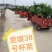 柑桔苗春见爱媛38号苗沃柑甘平，基地直销，存活高