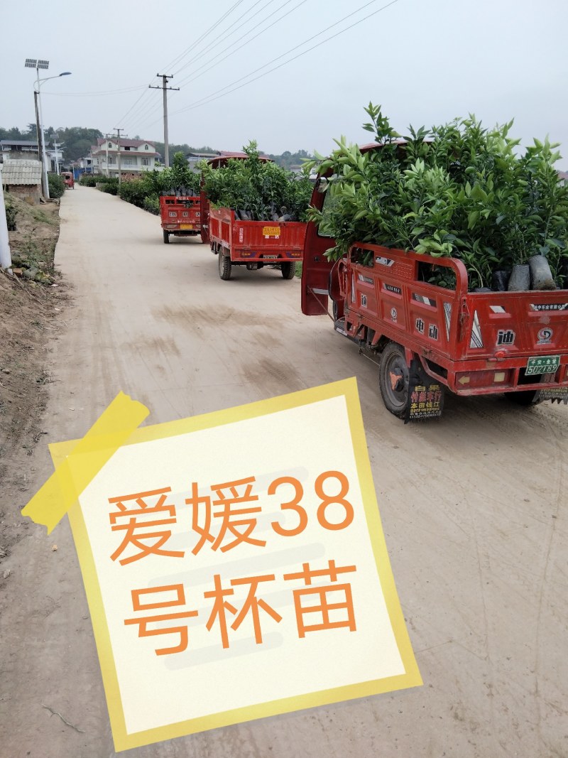 柑桔苗春见爱媛38号苗沃柑甘平，基地直销，存活高