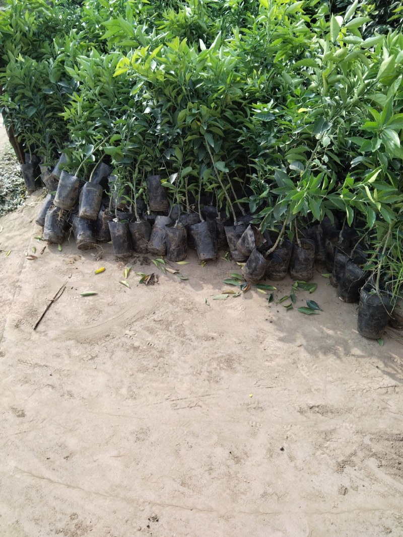 柑桔苗春见爱媛38号苗沃柑甘平，基地直销，存活高