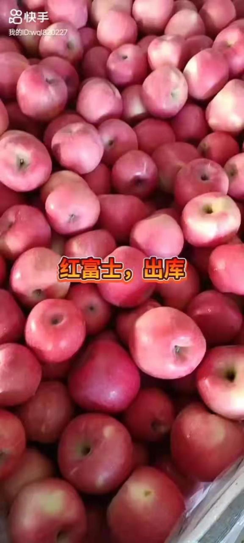 辽南精品红富士，大量有货
