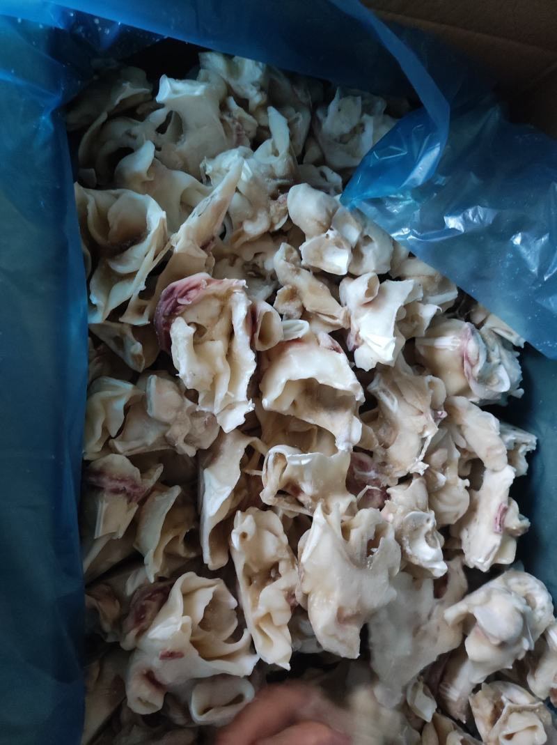 鱿鱼脖，脆口鱿鱼脖，秘鲁鱿鱼脖，赤道鱿鱼脖，单冻鱿鱼脖