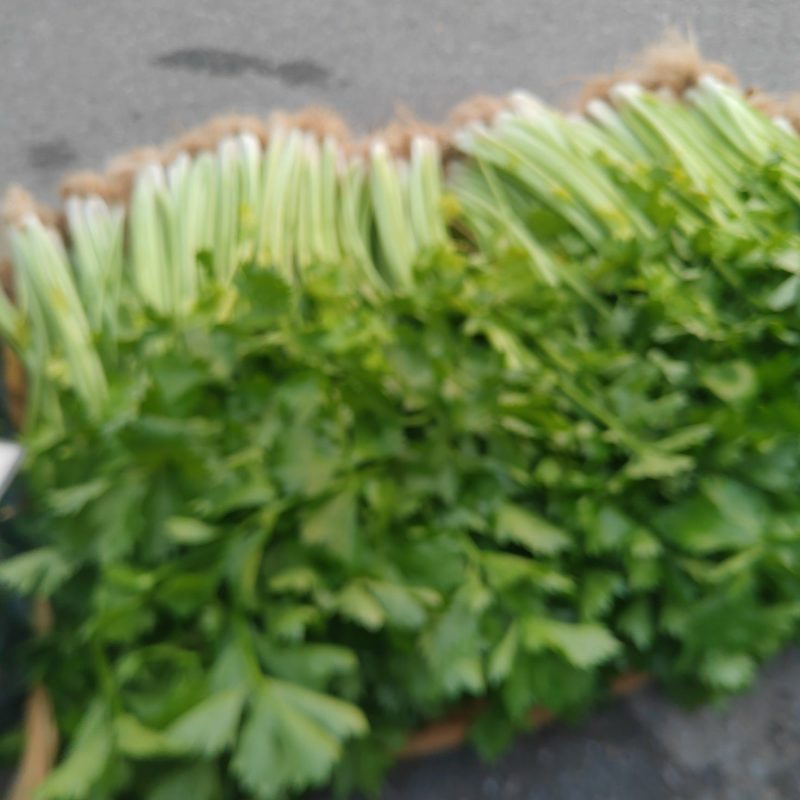 芹菜