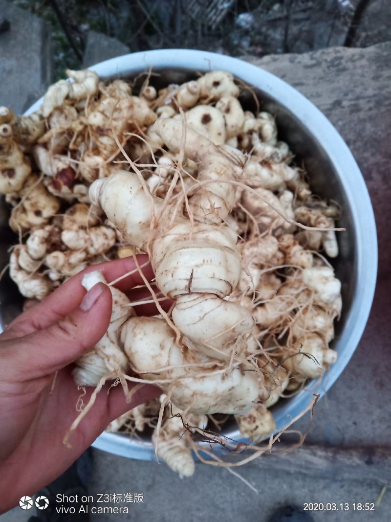 野生移栽黄精种子，出芽率高成活率高欢迎来电