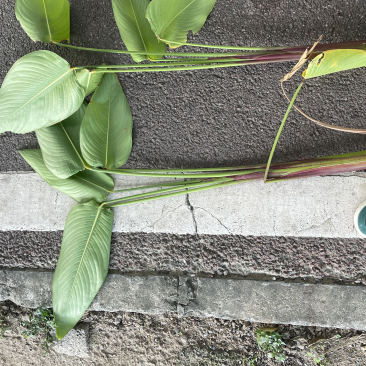 再力花广东水生植物基地再力花供应