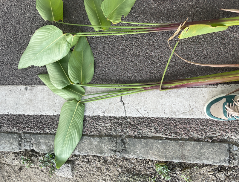再力花广东水生植物基地再力花供应