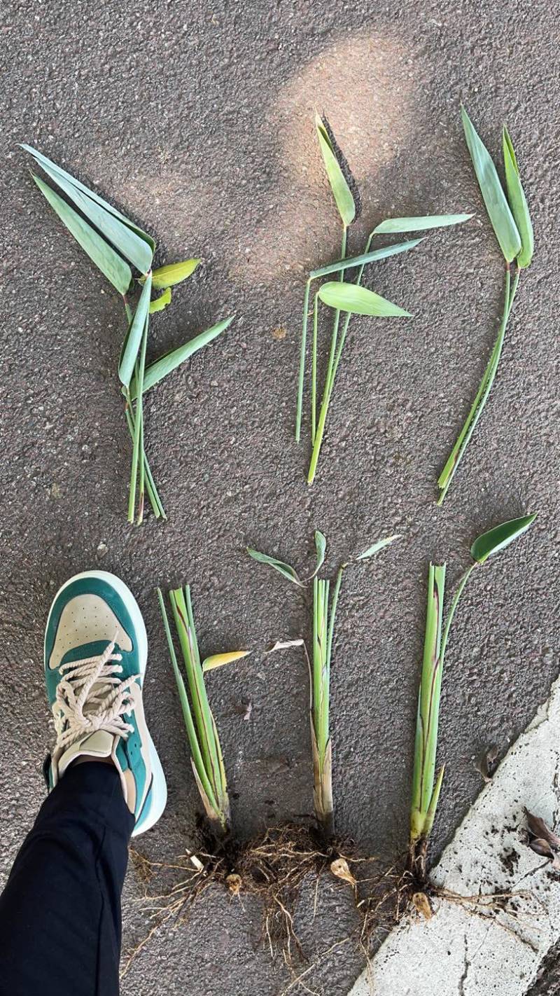 再力花广东水生植物基地再力花供应
