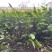 再力花广东水生植物基地再力花供应