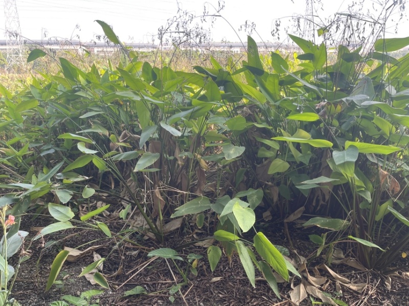 再力花广东水生植物基地再力花供应