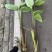 再力花广东水生植物基地再力花供应