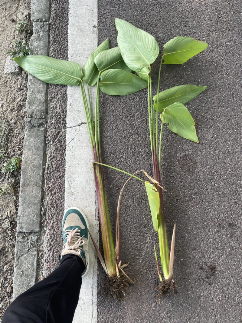 再力花广东水生植物基地再力花供应