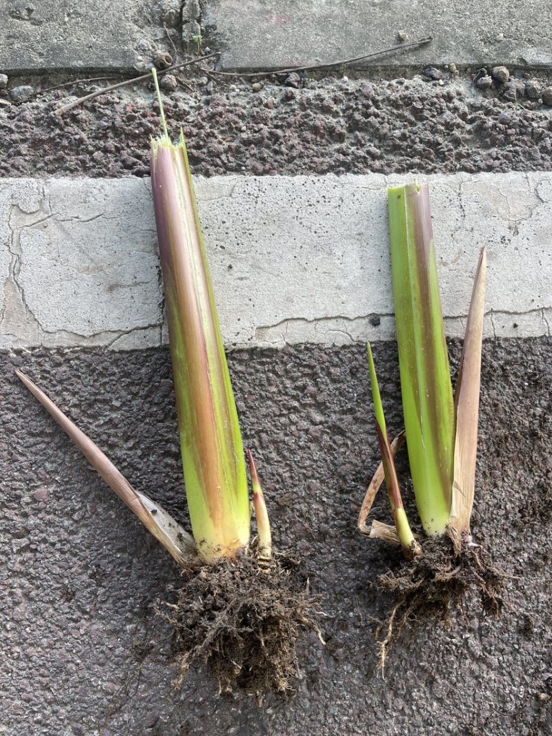 再力花广东水生植物基地再力花供应