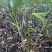 再力花广东水生植物基地再力花供应