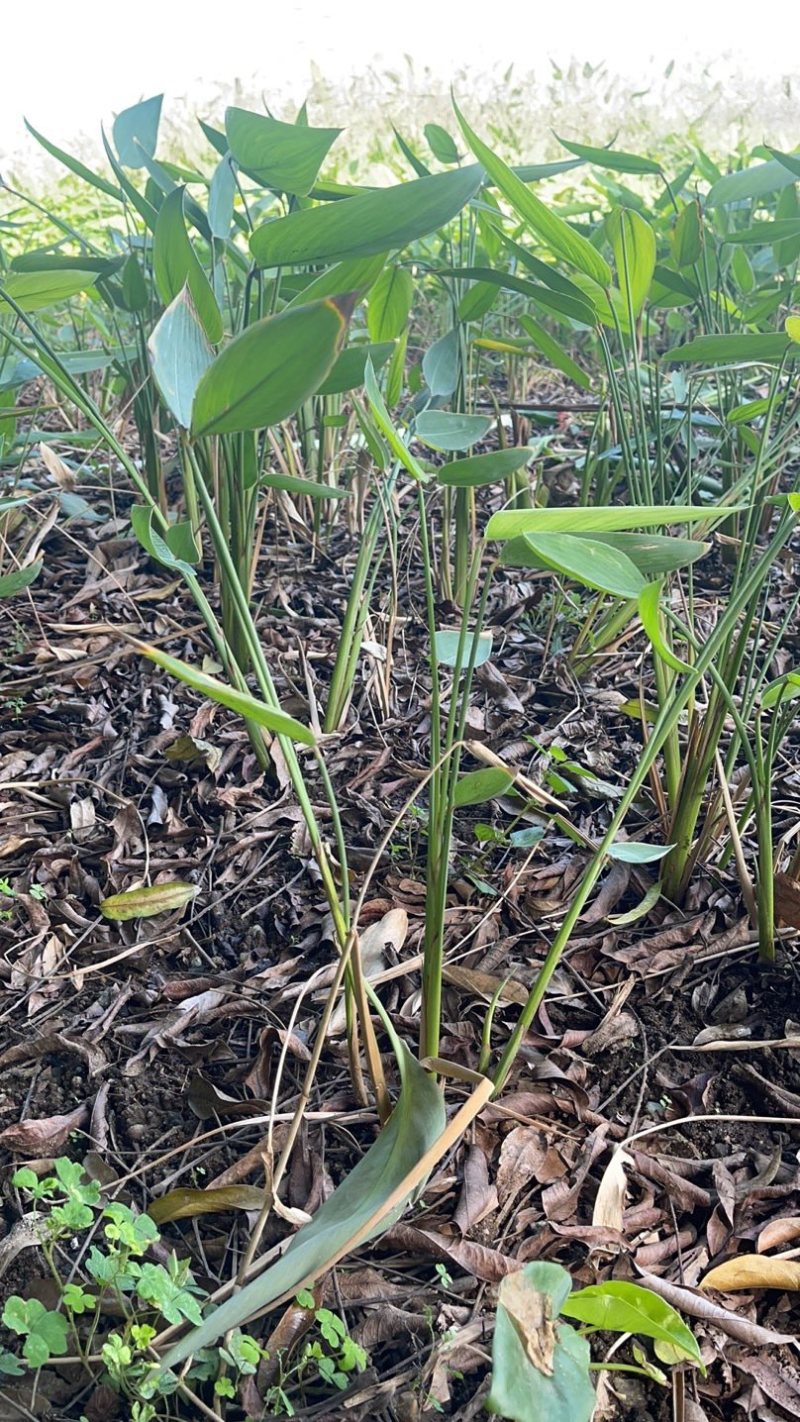 再力花广东水生植物基地再力花供应