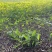 再力花广东水生植物基地再力花供应