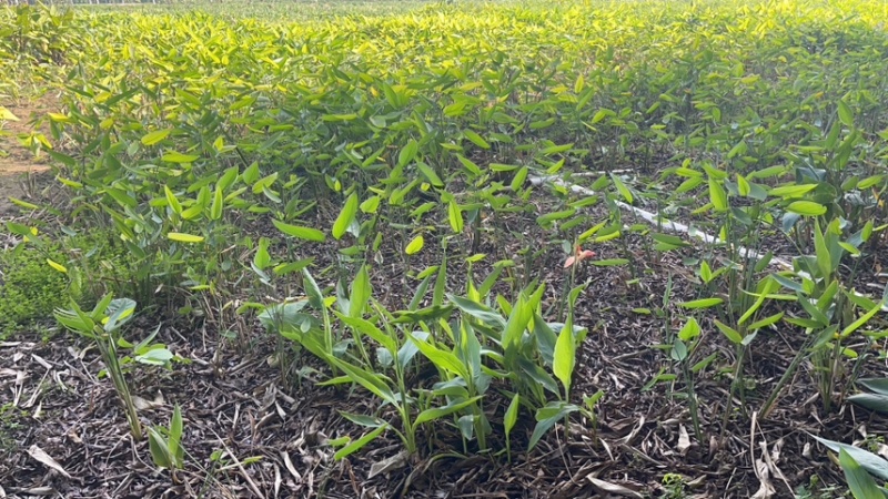 再力花广东水生植物基地再力花供应