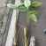 再力花广东水生植物基地再力花供应