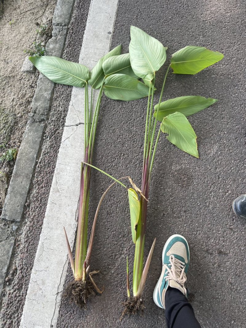 再力花广东水生植物基地再力花供应