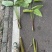 再力花广东水生植物基地再力花供应
