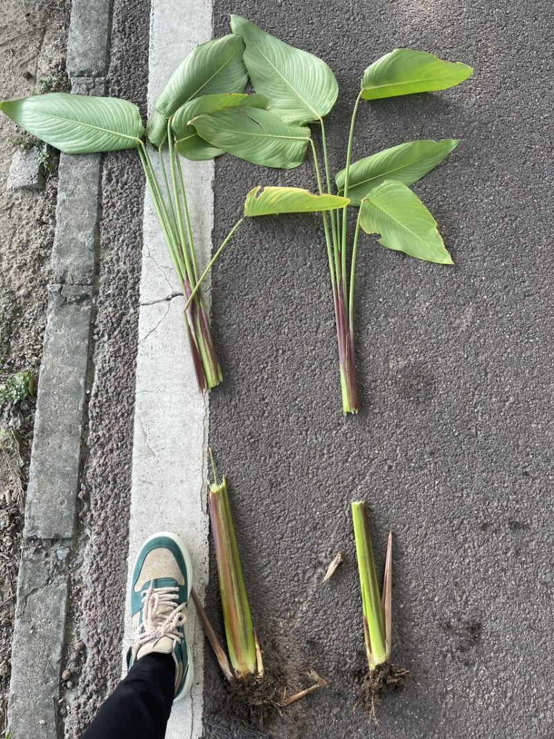 再力花广东水生植物基地再力花供应