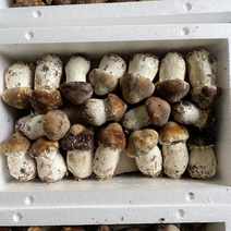 赤松茸大球盖菇大型种植基地暖棚种植A货B货新鲜上市