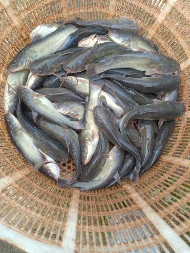 黄颡（假黄辣丁（云斑茴））