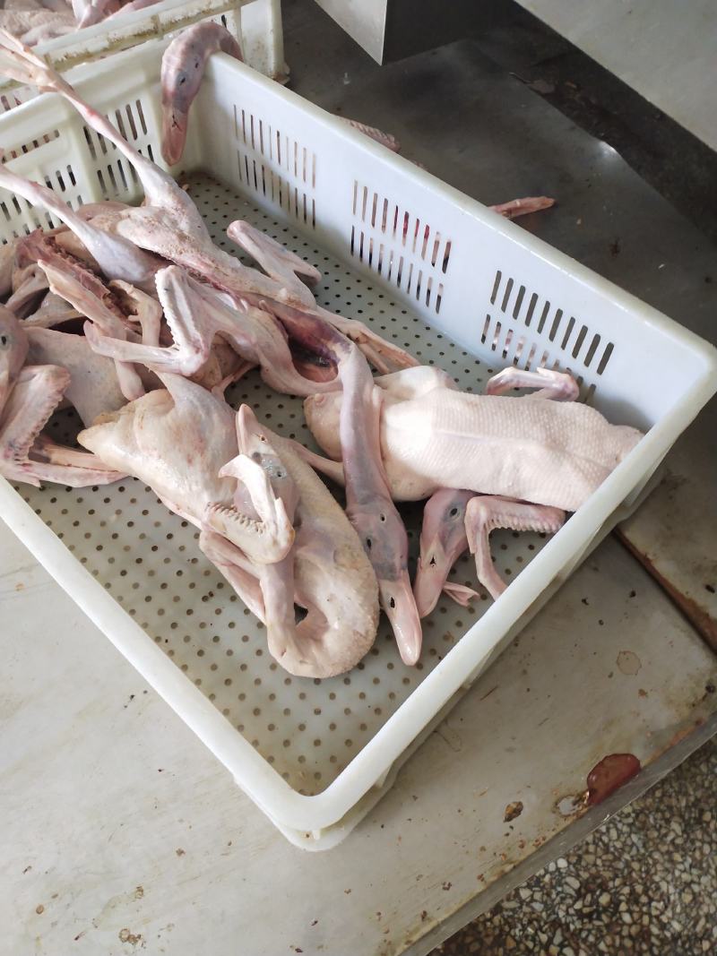 草麻鸭！湖边自然放养！肉质细腻鲜美，无添加剂