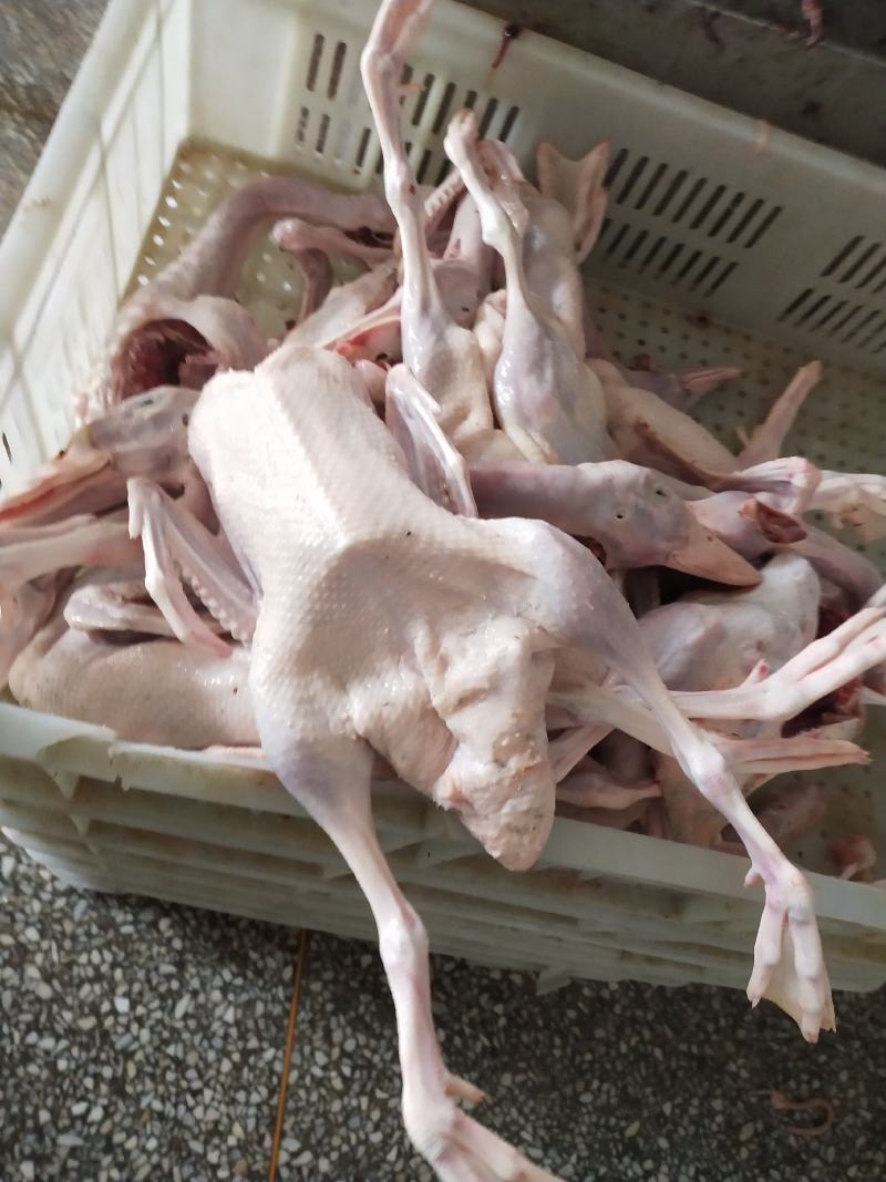草麻鸭！湖边自然放养！肉质细腻鲜美，无添加剂