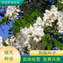 刺槐种子白花刺槐树香花槐种籽护坡固土固沙防塌灌木种子