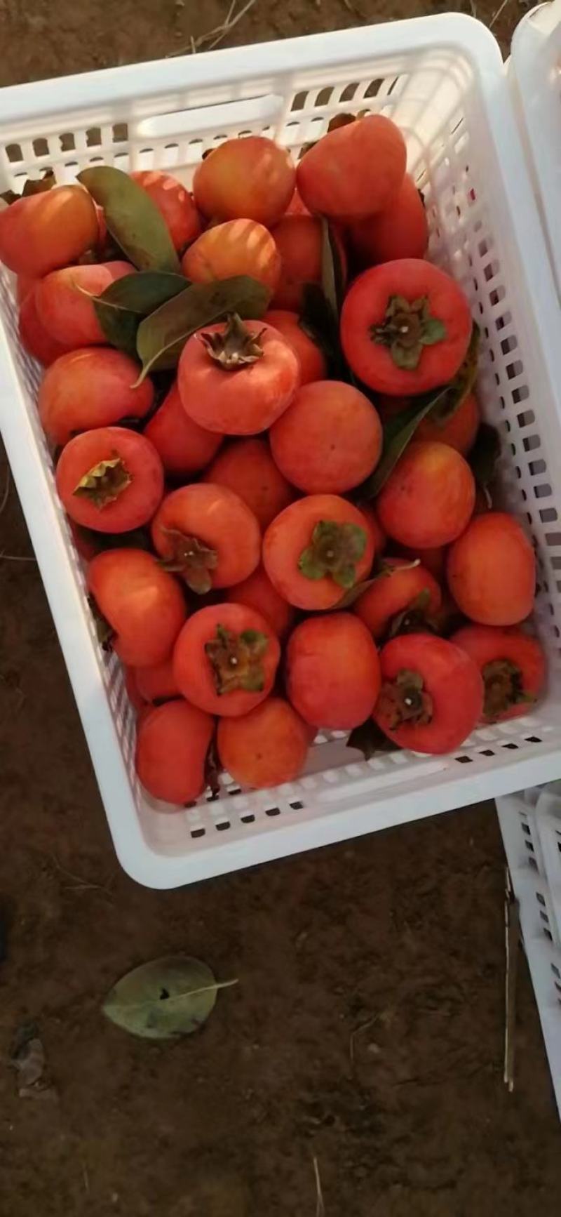 灵宝市一百万斤洋丰柿子待嫁