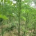 刺槐种子白花刺槐树香花槐种籽护坡固土固沙防塌灌木种子