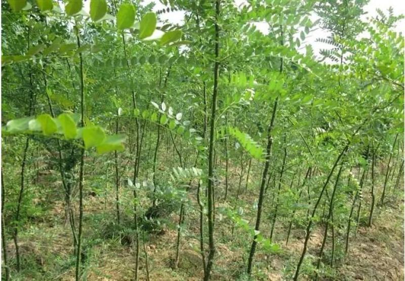 刺槐种子白花刺槐树香花槐种籽护坡固土固沙防塌灌木种子