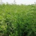 刺槐种子白花刺槐树香花槐种籽护坡固土固沙防塌灌木种子