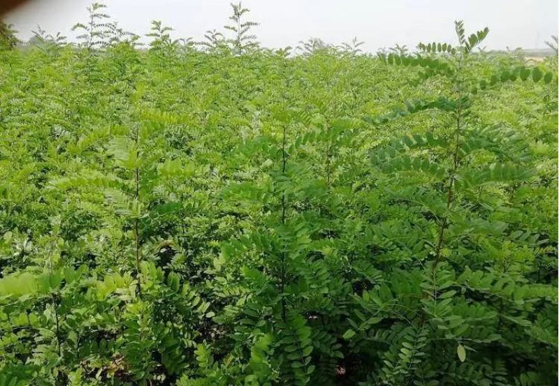 刺槐种子白花刺槐树香花槐种籽护坡固土固沙防塌灌木种子