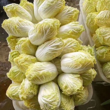 娃娃菜，精品大娃小娃各种包装