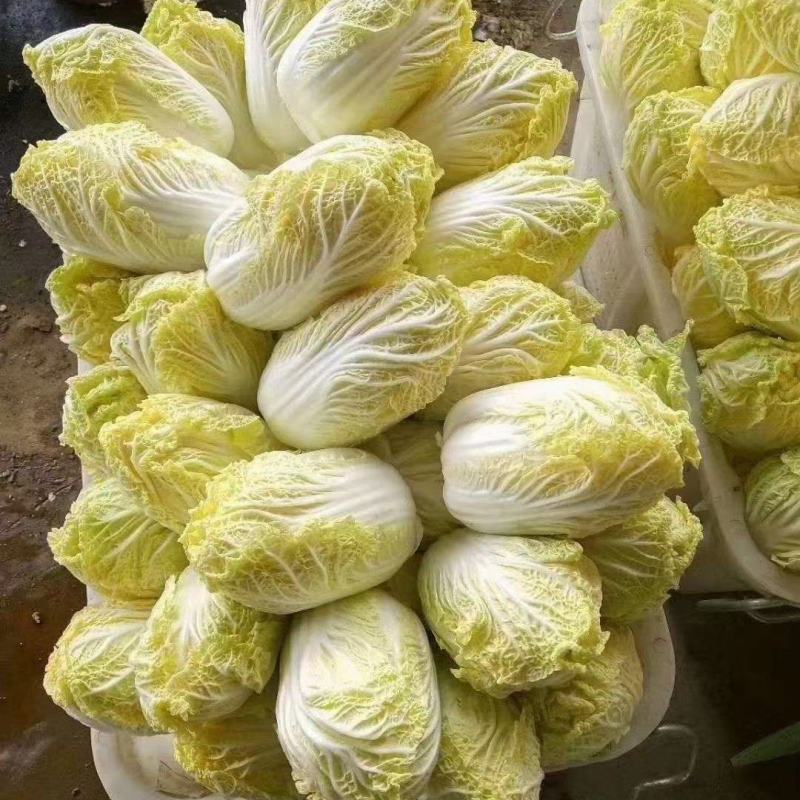 娃娃菜，精品大娃小娃各种包装