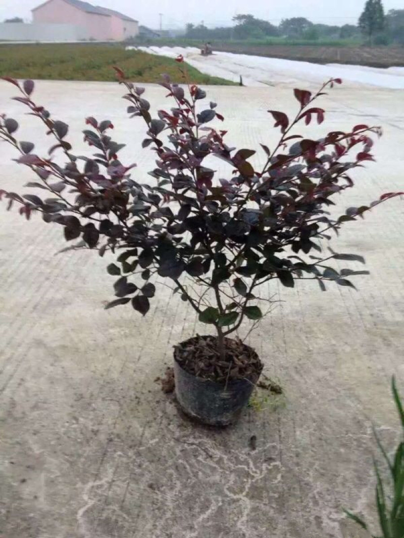 红花继木