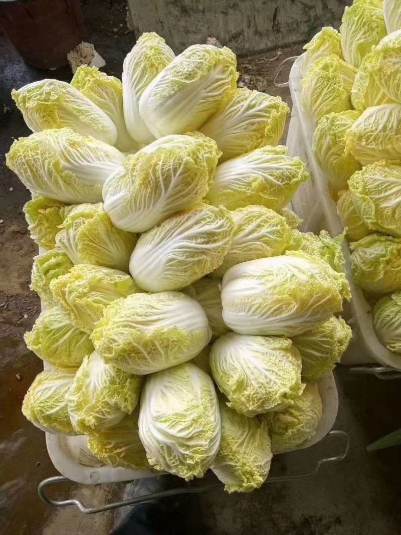 娃娃菜，精品大娃小娃各种包装