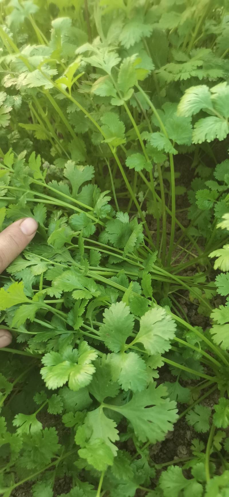 辽宁营口盖州大量供应精品大叶香菜，质量好，基地农场走货！