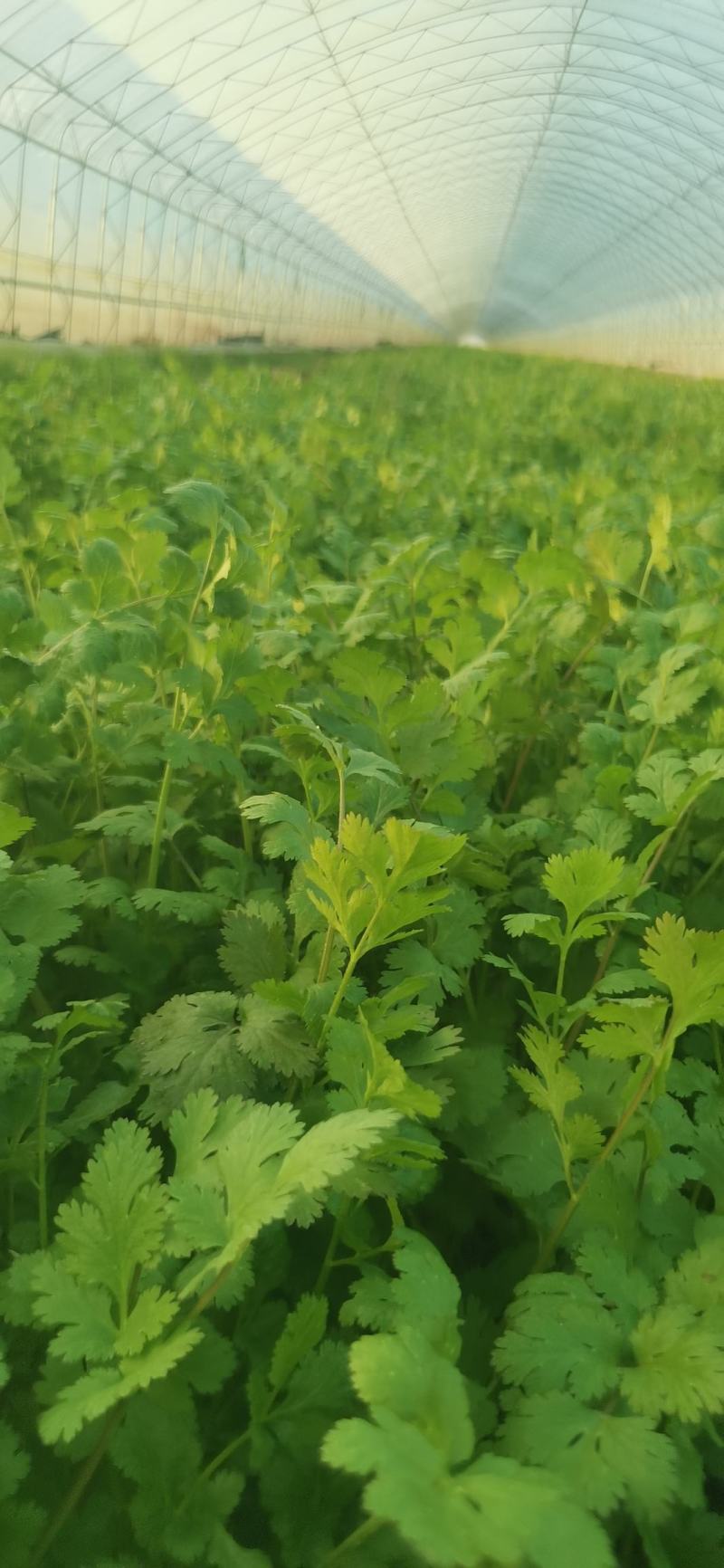 辽宁营口盖州大量供应精品大叶香菜，质量好，基地农场走货！