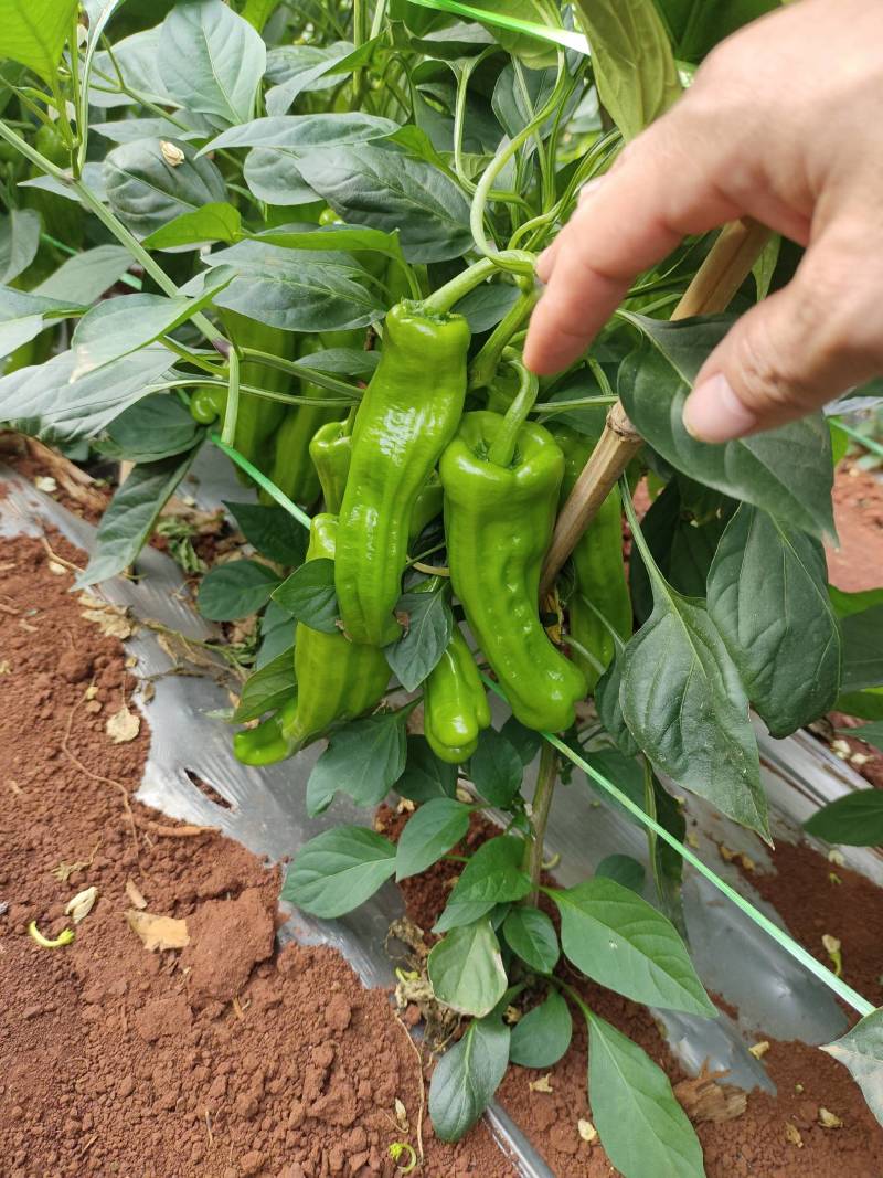 【泡椒】广东泡椒大量上市产地直发可视频看货