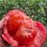 普罗旺斯西红柿苗口感西红柿苗硬粉西红柿苗水果番茄番