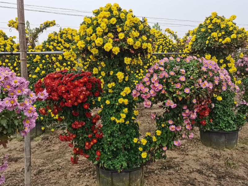 实菊花苗爬藤菊花苗，做艺菊造型用大悬崖菊花苗货源充足