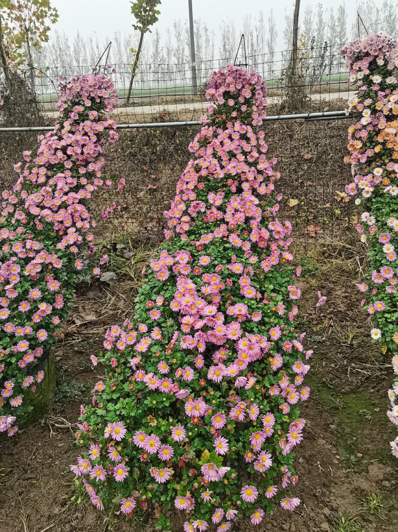 实菊花苗爬藤菊花苗，做艺菊造型用大悬崖菊花苗货源充足