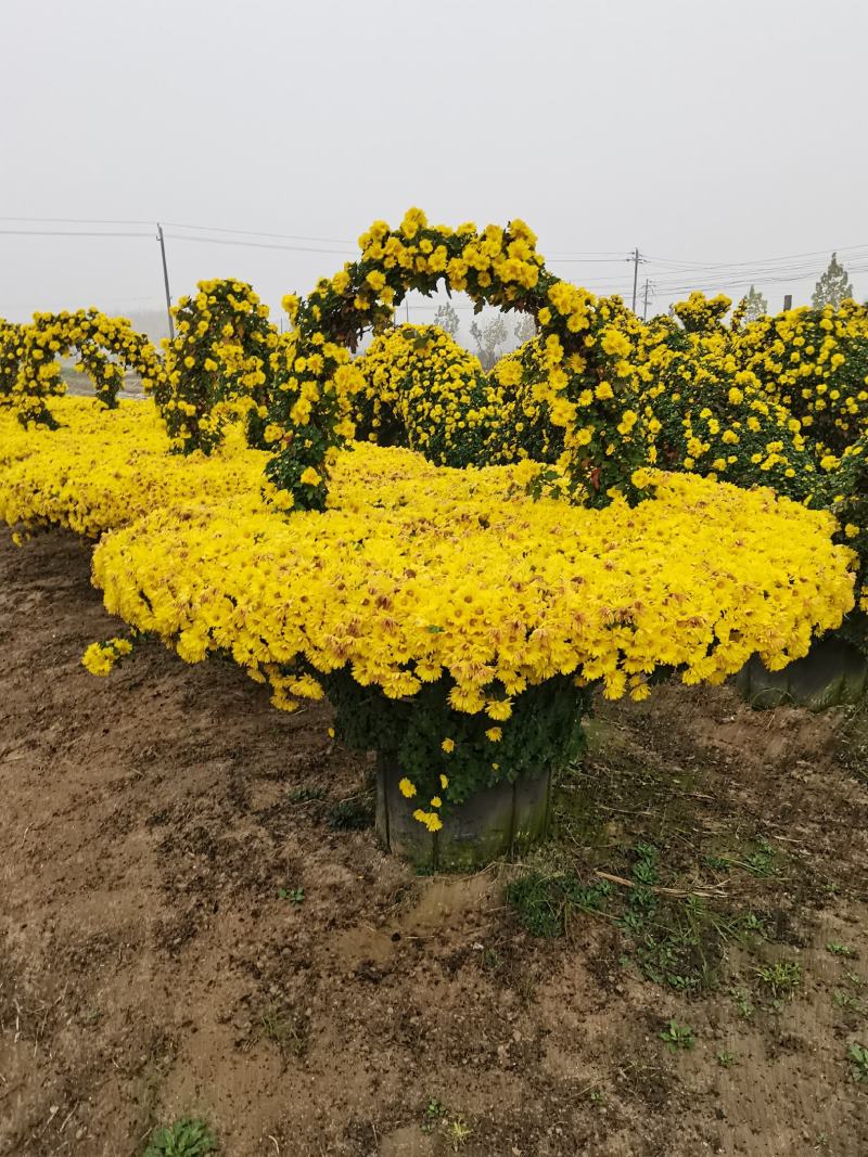 实菊花苗爬藤菊花苗，做艺菊造型用大悬崖菊花苗货源充足