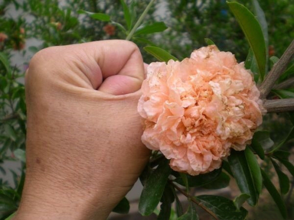 石榴花特写
