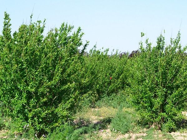 俯瞰一片整齐排列的石榴种植园,绿叶间挂满成熟的红黄色石榴果实,阳光洒落,土地呈褐色,远处有农人劳作身影,展现生态种植环境 石榴种植园航拍